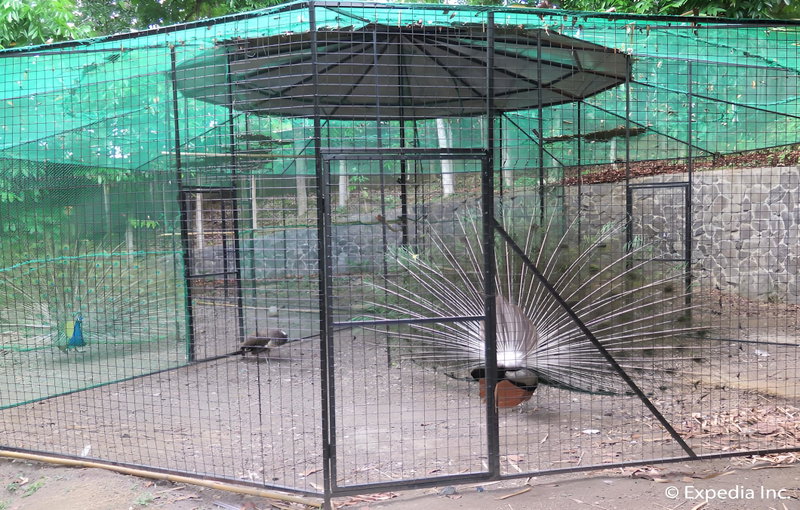 Cintai Coritos Garden, Balete, Philippines