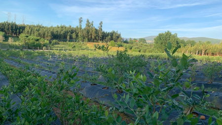 Quinta Vale Salgueiro, Seia, Portugal