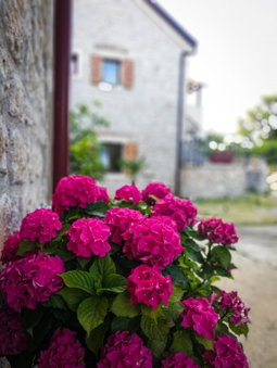 Apartments Branko, Starigrad-Paklenica, Croatia