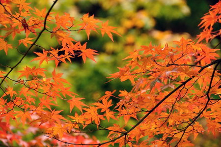 Okutamaji, Ome, Japan