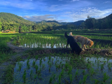 Bulun Buri Resort, Hang Dong, Thailand
