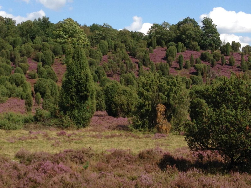 Neumanns Waldschänke, Soltau, Germany