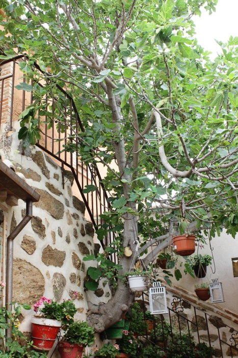 Apartametos rurales la Higuera de José, Layos, Spain