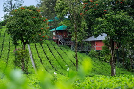 Dream Catcher Plantation Resort, Munnar, India