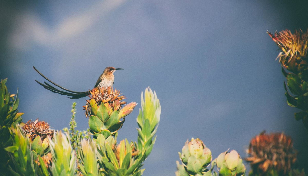 Wild Rescue Nature Reserve, South Africa