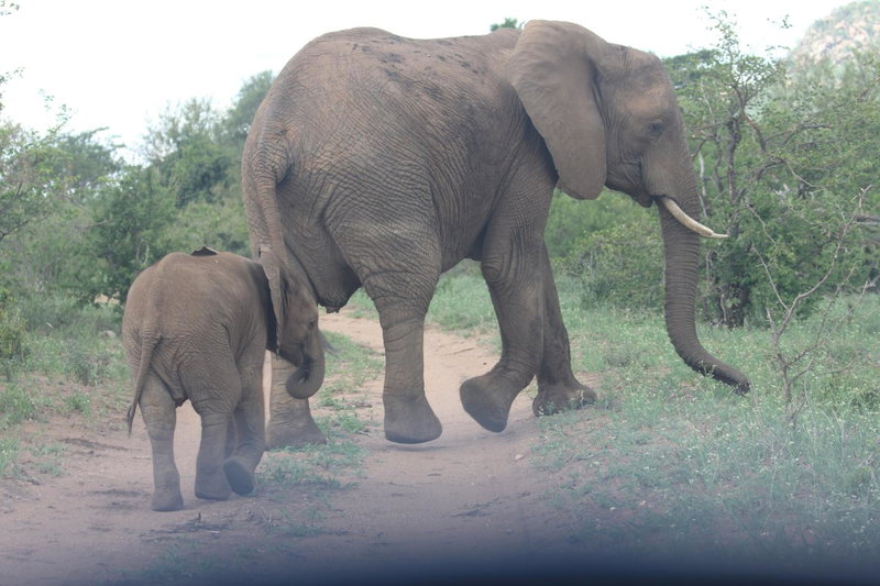 Adonsonia Lodge, Grietjie Nature Reserve, South Africa