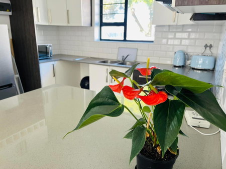 Mount Pleasant Suites, Port Elizabeth, South Africa