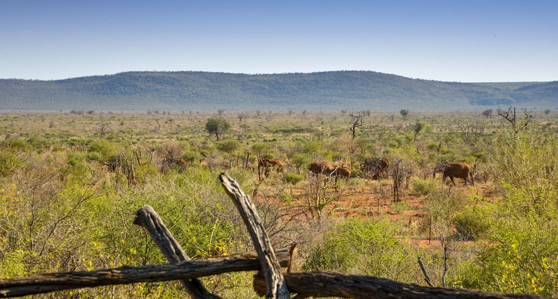 Madikwe Safari Lodge, Ramotshere Moiloa, South Africa