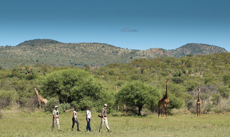Madikwe Safari Lodge, Ramotshere Moiloa, South Africa