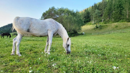 Andis Reiterstüberl, Rainweg 1 , 9311 Überfeld, Sankt Veit an der Glan, Austria