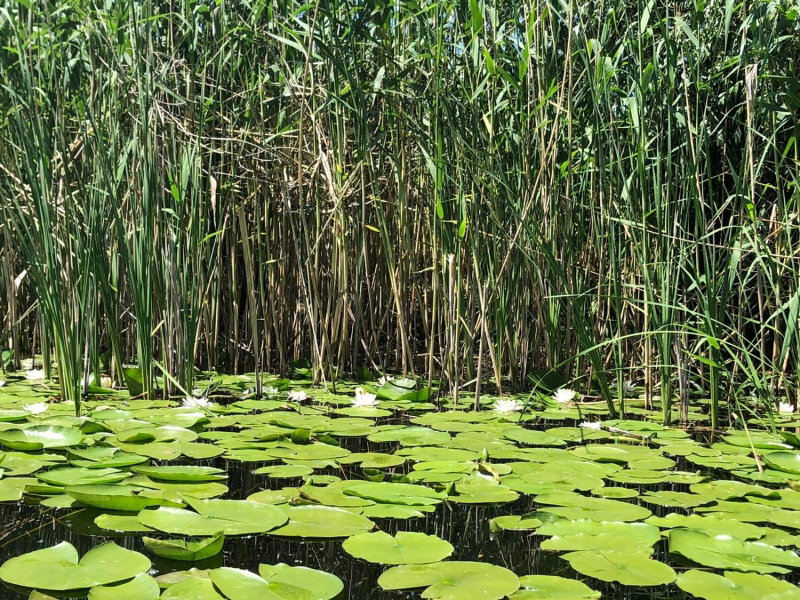 Delta MAYANKA, Mineri, Romania