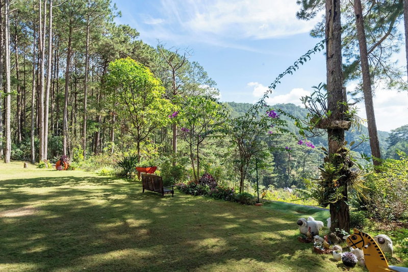 Mimosa Forest, Da Lat, Vietnam