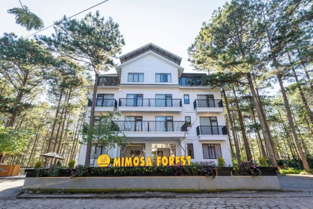 Mimosa Forest, Da Lat, Vietnam