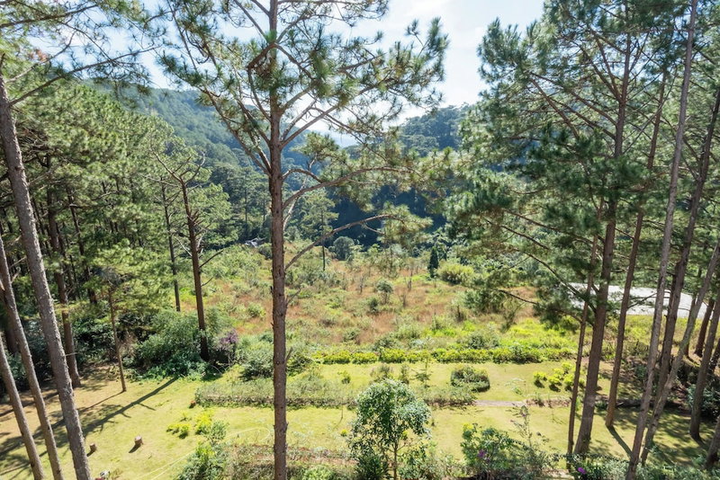 Mimosa Forest, Da Lat, Vietnam