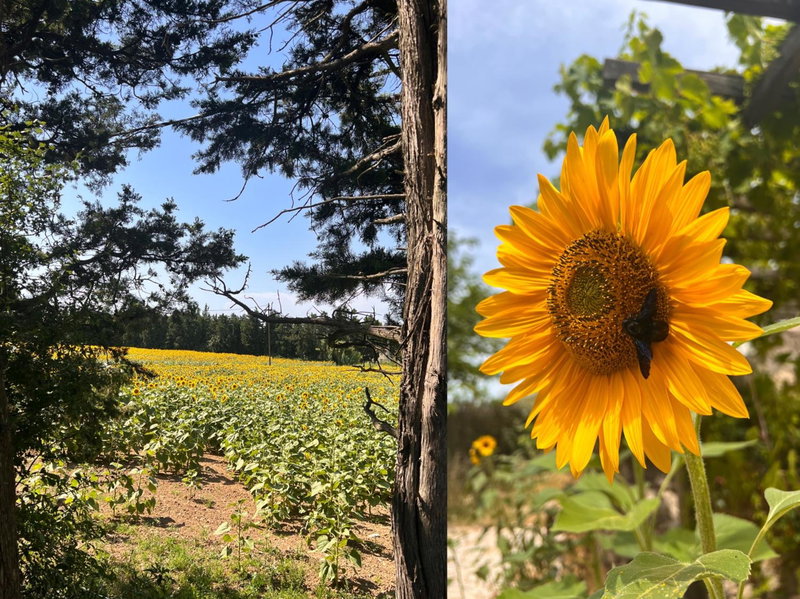 Mas de l'Estiou, Monteux, France