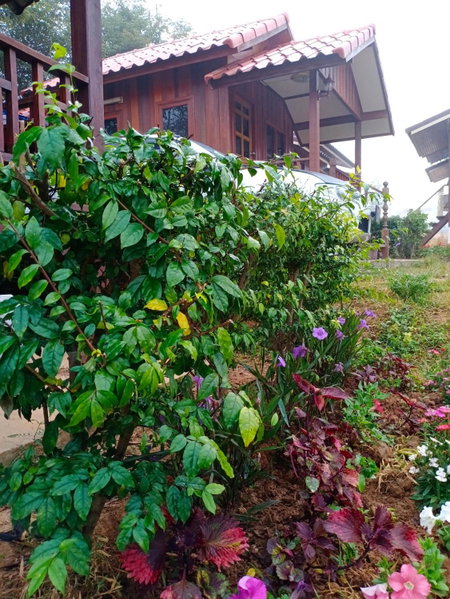 บ้านในสายหมอกบุญแจ้งโฮมสเตย์, Khao Kho, Thailand