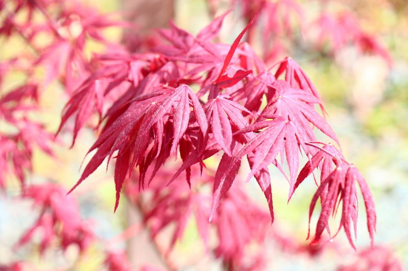 Tubakiann, Kikuchi, Japan