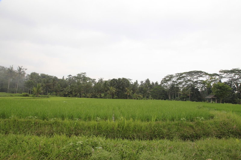 Pondok Gepokan Homestay, Ubud, Indonesia