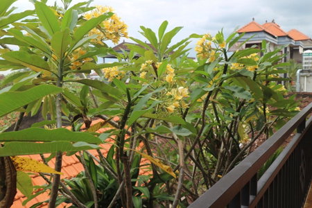 Sudana Homestay in Ubud City, Ubud, Indonesia