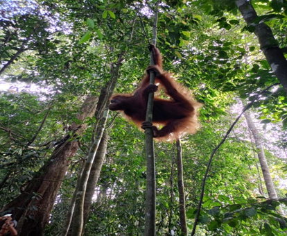 Backpacker Lodge, Bukit Lawang, Indonesia