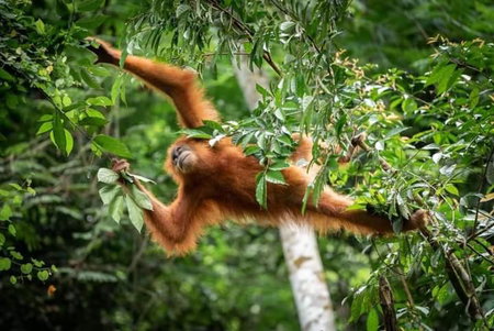Backpacker Lodge, Bukit Lawang, Indonesia