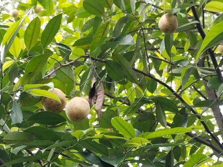 Philip Mary Farm Stay, Thekkady, India