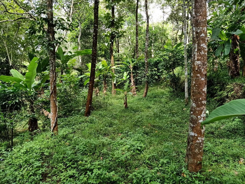 Philip Mary Farm Stay, Thekkady, India