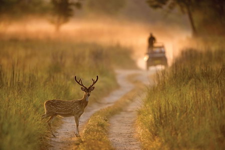 Jim Corbett Marriott Resort & Spa, Ramnagar, India
