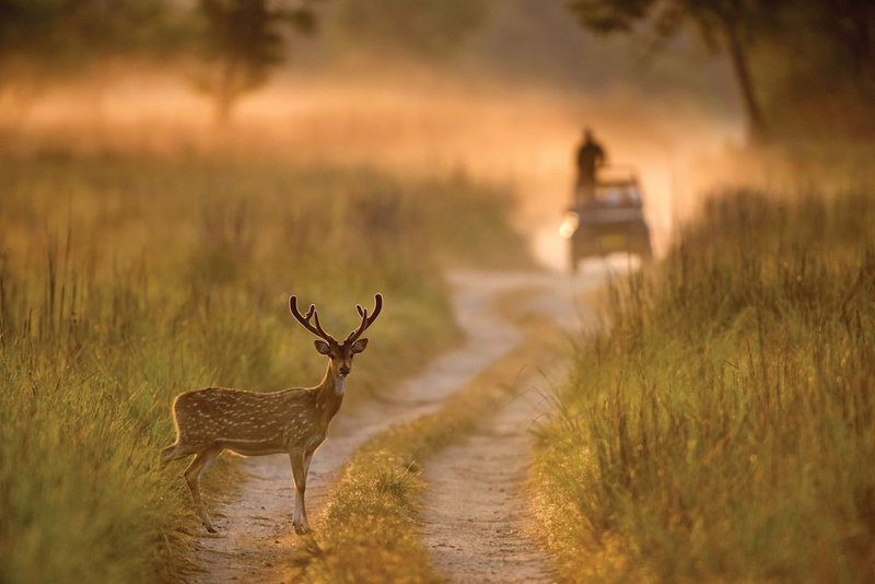 Jim Corbett Marriott Resort & Spa, Ramnagar, India