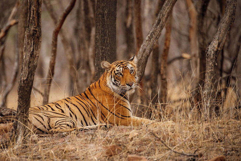 Jim Corbett Marriott Resort & Spa, Ramnagar, India
