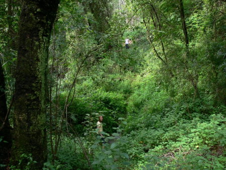 Magoebaskloof Getaway, Magoebaskloof, South Africa