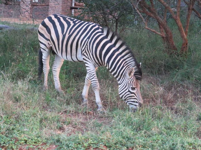 Kruger Maroela Lodge, Nkomazi, South Africa