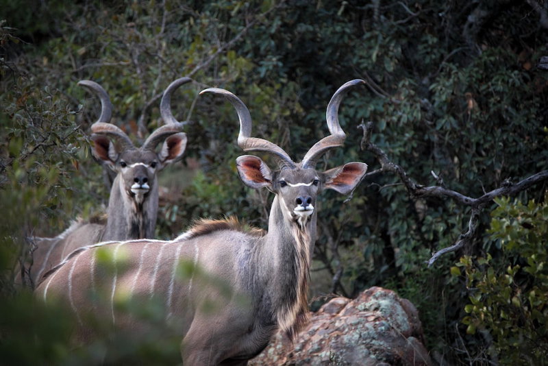 Lichenry Bush Lodge, Mokopane, South Africa