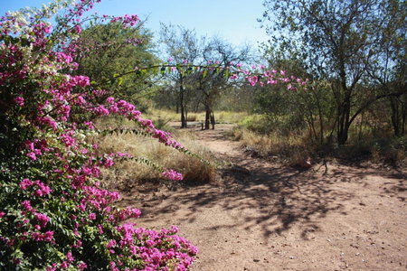 Normann Safari Bush Lodge, Phalaborwa, South Africa