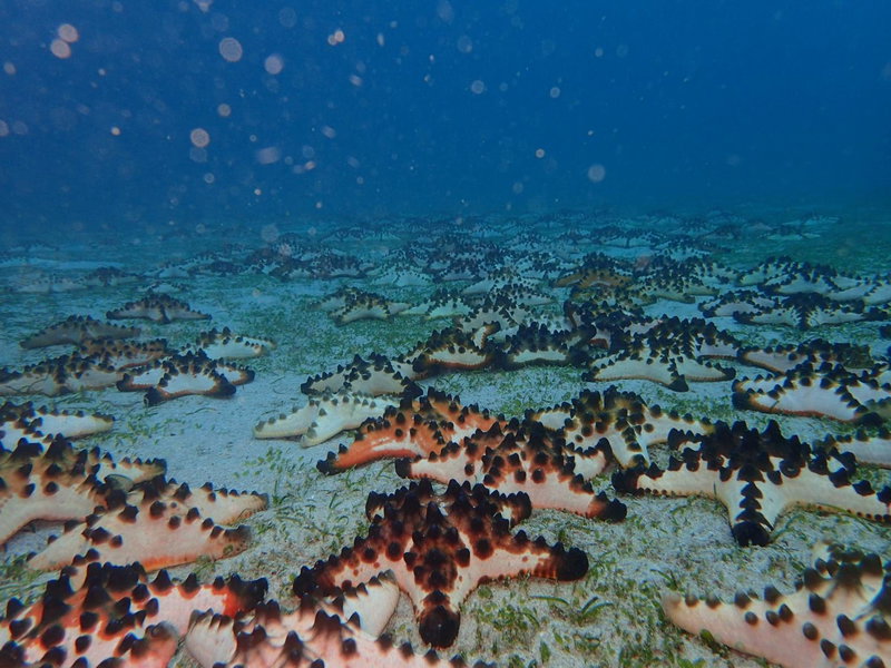 Tina's Reef Divers & Super Diving, Puerto Galera, Philippines