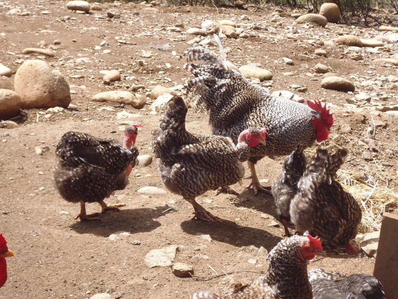 Quinta do Favacal - Agroturismo - Serra da Estrela, Casegas, Portugal