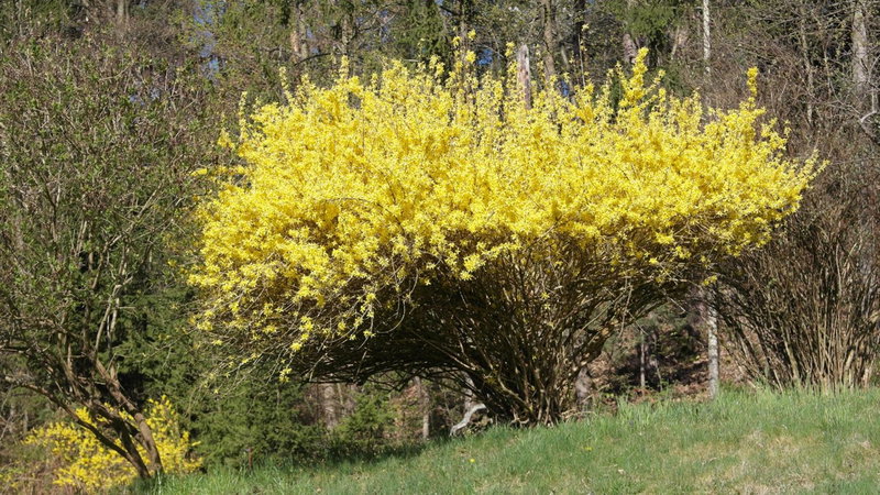 Landhaus Waldfrieden, Lassnitzhöhe, Austria