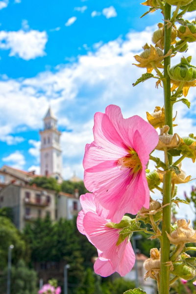 Vito, Novi Vinodolski, Croatia