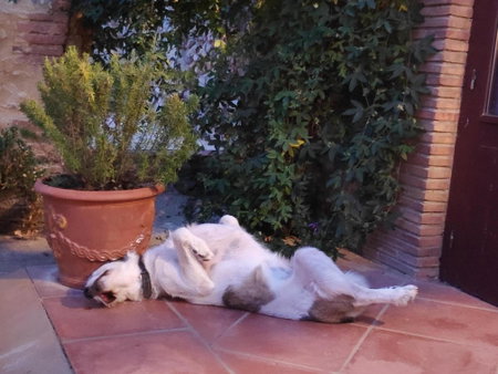 Mas Del Llop Blanc - Dog friendly Hostal Rural - B&B, Sobrestany, Spain