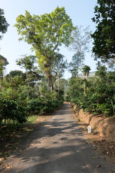 Magnolia Estates & Resorts, Virajpet, India