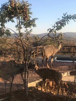 Lodge Twentyfour Mabalingwe Nature Reserve, Warmbaths, South Africa