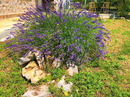 Apartments Village, Lozovac, Croatia