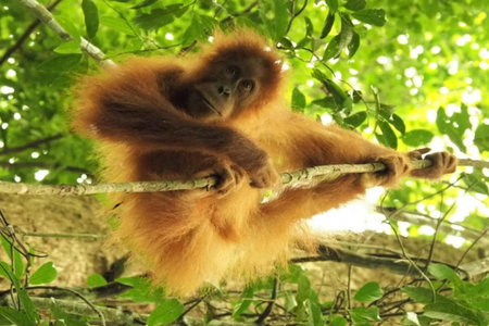 JungleRiverHouse & JungleRiverResort, Bukit Lawang, Indonesia