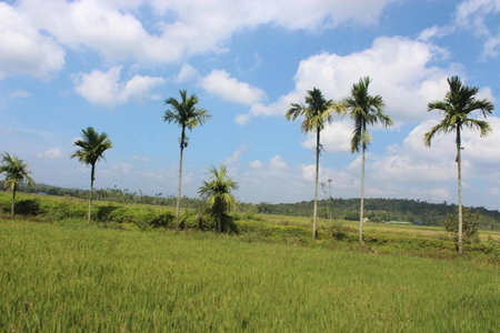 Wayal Wayanad Heritage villa, Panamaram, India