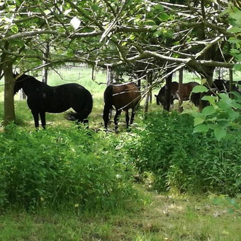 Domek Bobrowe Zacisze 2, Karpacz, Poland