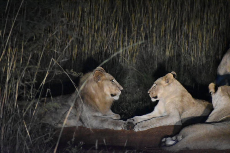 Tamboti Bush Lodge, Dinokeng Game Reserve, South Africa
