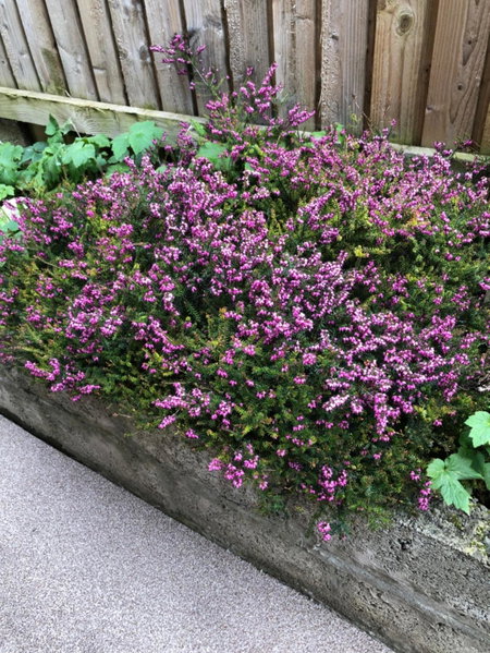 Netherby Guest House Edinburgh, Edinburgh, United Kingdom
