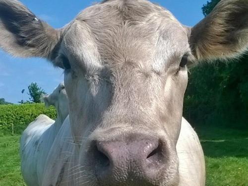 Battens Farm Cottages - B&B and Self-Catering Accommodation, Yatton Keynell, United Kingdom