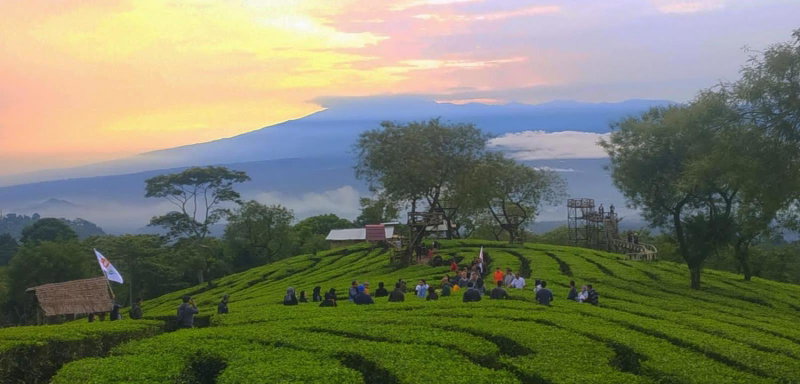 Kebun Teh Wonosari Rollaas Hotel & Resort, Malang, Indonesia