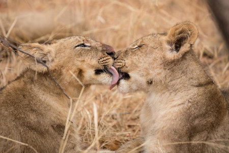 Karongwe - Chisomo Safari Camp, Hoedspruit, South Africa